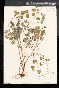 Thalictrum dioicum image