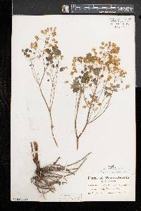 Thalictrum dioicum image