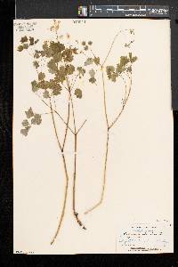 Thalictrum dioicum image