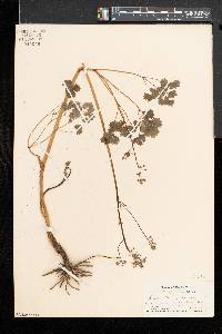 Thalictrum dioicum image