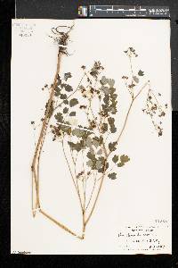 Thalictrum dioicum image