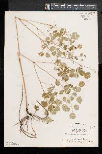 Thalictrum dioicum image