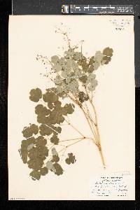 Thalictrum dioicum image