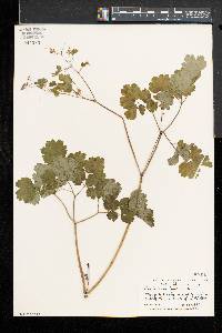 Thalictrum dioicum image