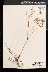 Thalictrum dioicum image