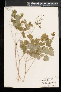 Thalictrum dioicum image