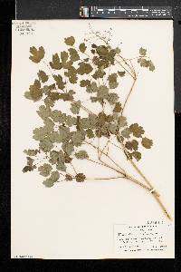 Thalictrum dioicum image