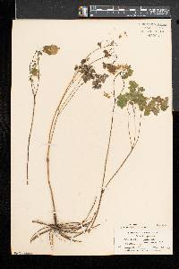 Thalictrum dioicum image