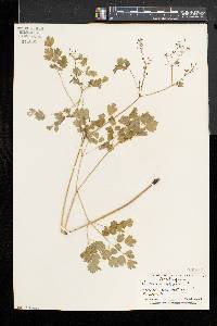 Thalictrum dioicum image