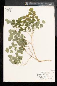 Thalictrum dioicum image