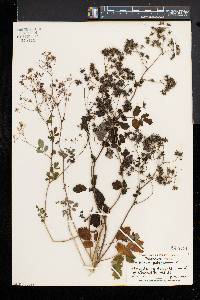 Thalictrum pubescens image