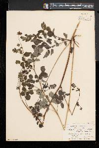 Thalictrum pubescens image