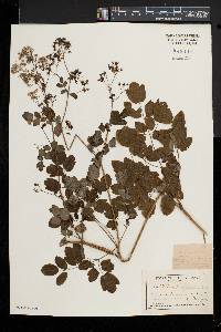 Thalictrum pubescens image