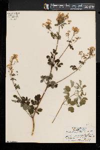 Thalictrum pubescens image