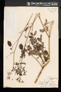 Thalictrum pubescens image