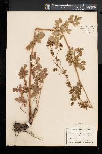 Thalictrum pubescens image