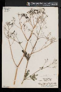 Thalictrum pubescens image