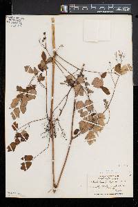 Thalictrum pubescens image