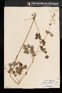 Thalictrum pubescens image