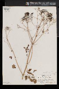 Thalictrum pubescens image