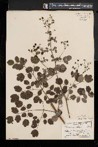 Thalictrum pubescens image