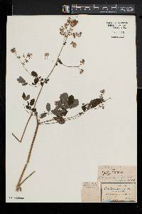 Thalictrum pubescens image