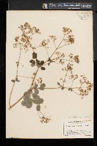 Thalictrum pubescens image