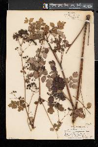 Thalictrum pubescens image