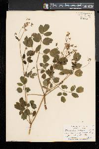 Thalictrum pubescens image