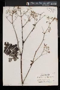 Thalictrum pubescens image