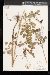 Thalictrum pubescens image