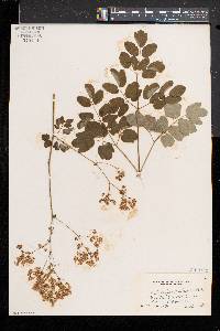 Thalictrum pubescens image