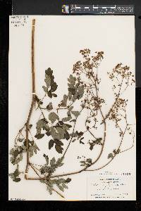 Thalictrum pubescens image