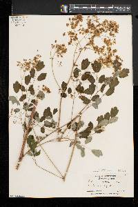 Thalictrum pubescens image