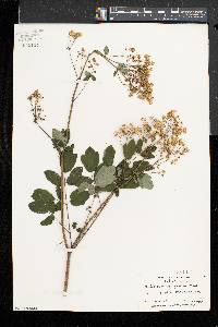 Thalictrum pubescens image