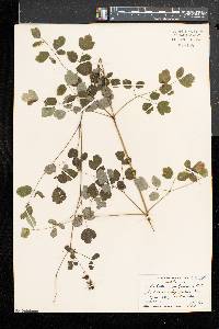 Thalictrum pubescens image