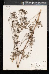 Thalictrum pubescens image