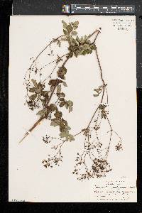 Thalictrum pubescens image