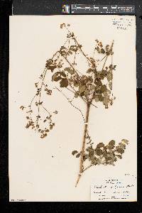 Thalictrum pubescens image