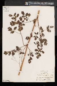 Thalictrum pubescens image