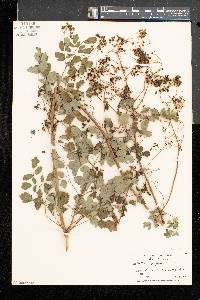 Thalictrum pubescens image