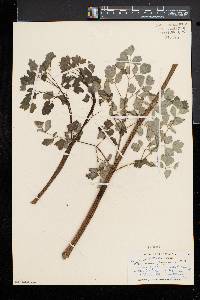 Thalictrum pubescens image