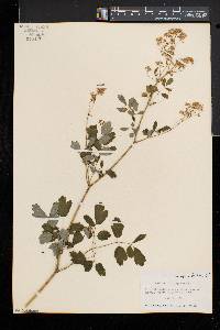 Thalictrum pubescens image