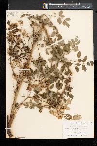 Thalictrum pubescens image