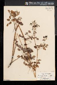 Thalictrum pubescens image