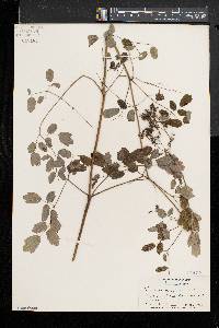 Thalictrum pubescens image