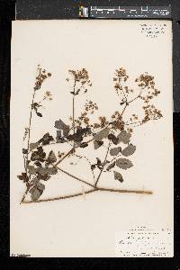 Thalictrum pubescens image