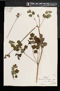 Thalictrum pubescens image