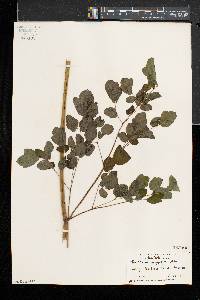 Thalictrum pubescens image