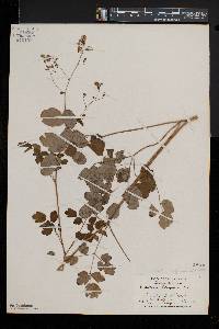 Thalictrum pubescens image